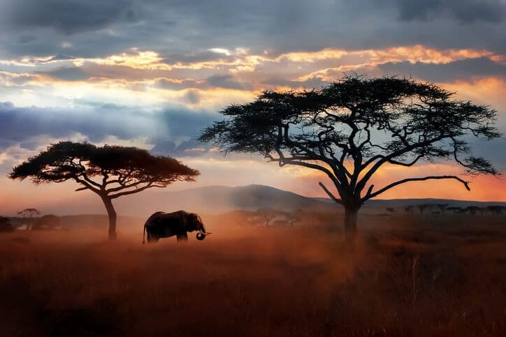 Elephant