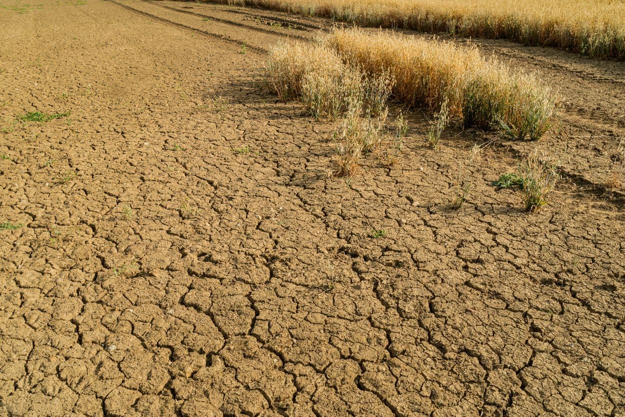 drought