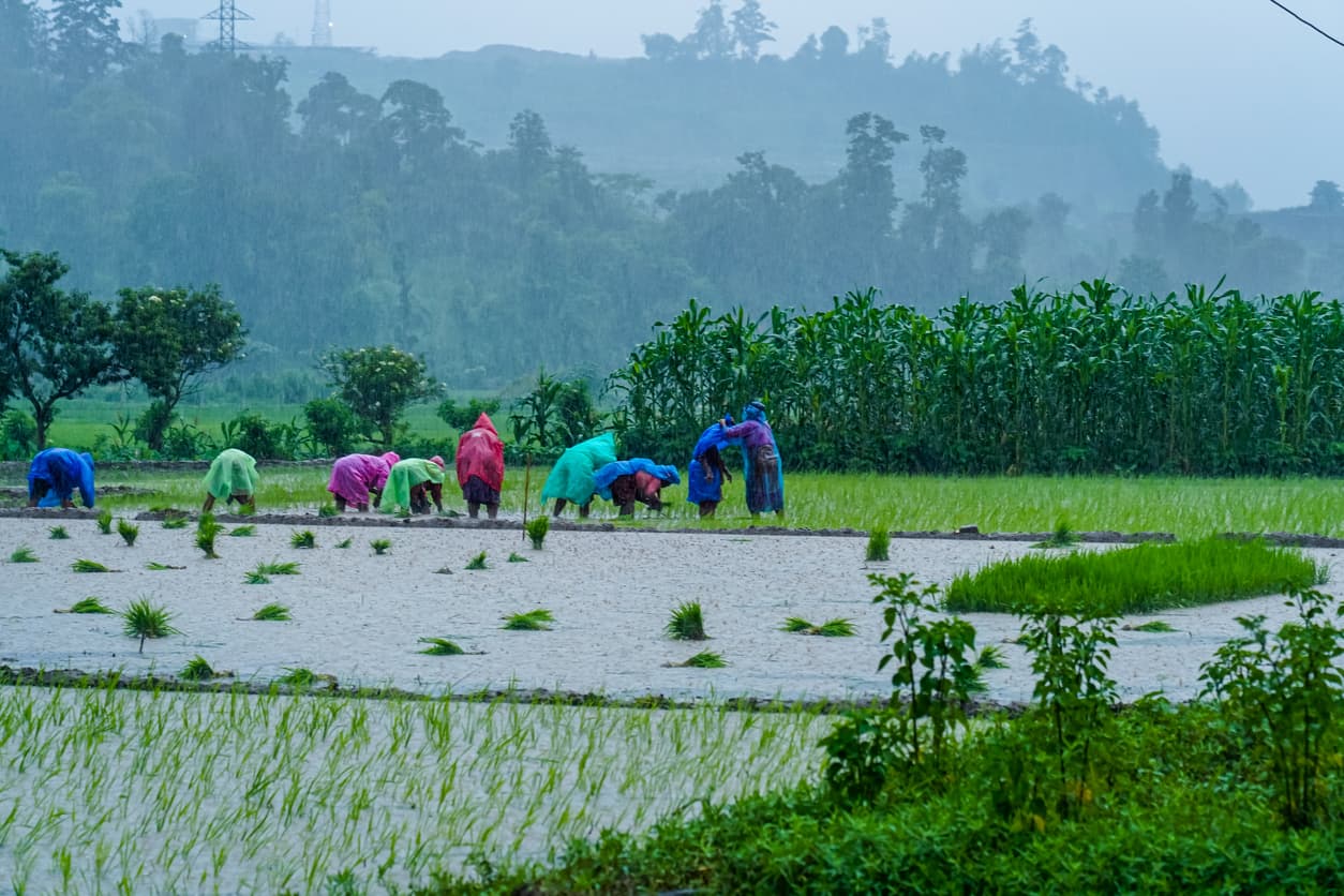 rice field