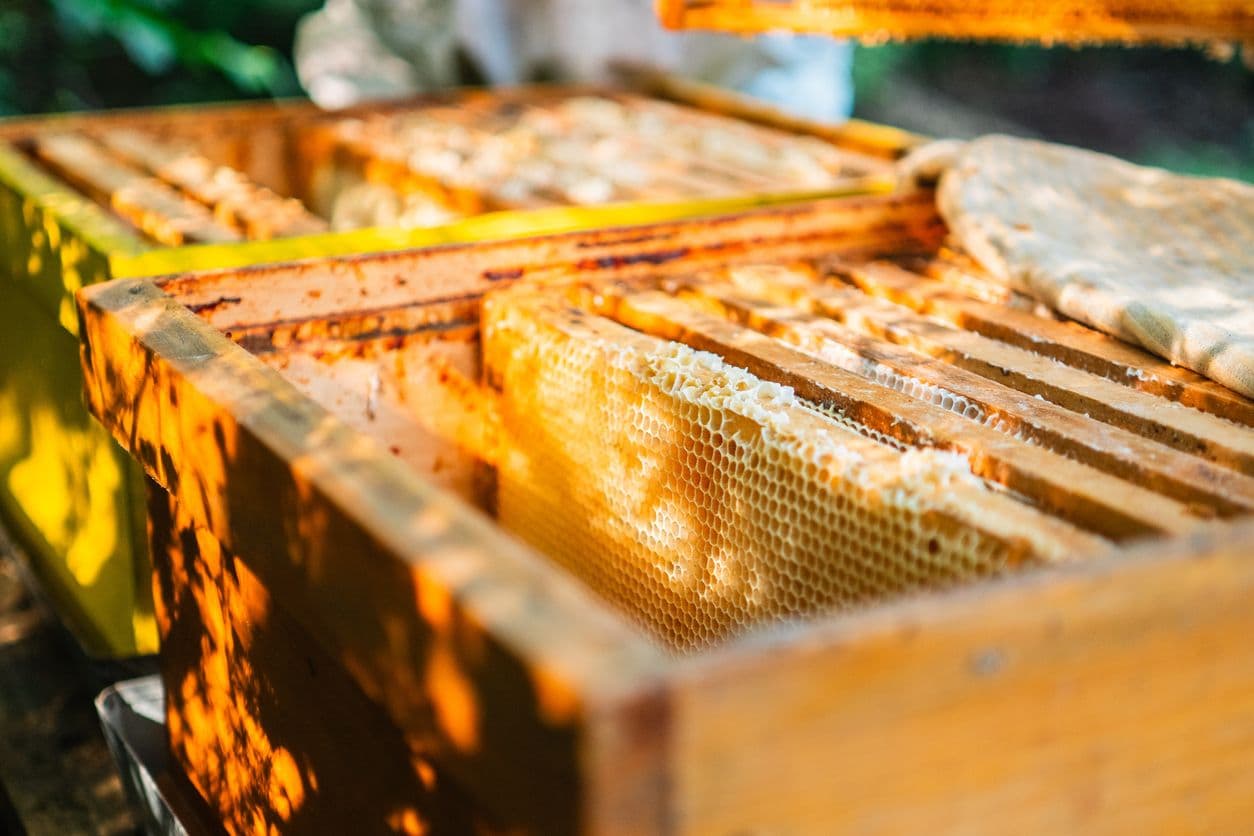 Bees