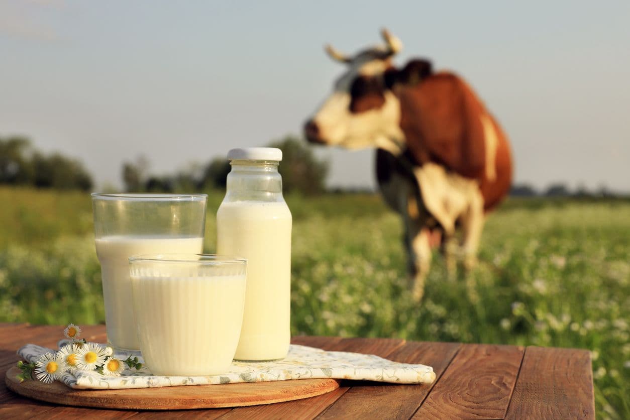 Cattle