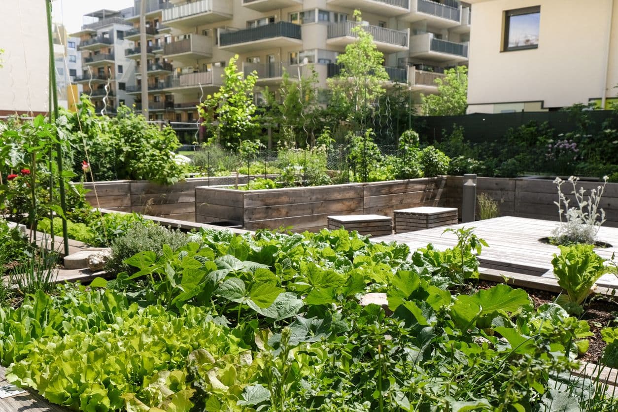 Garden