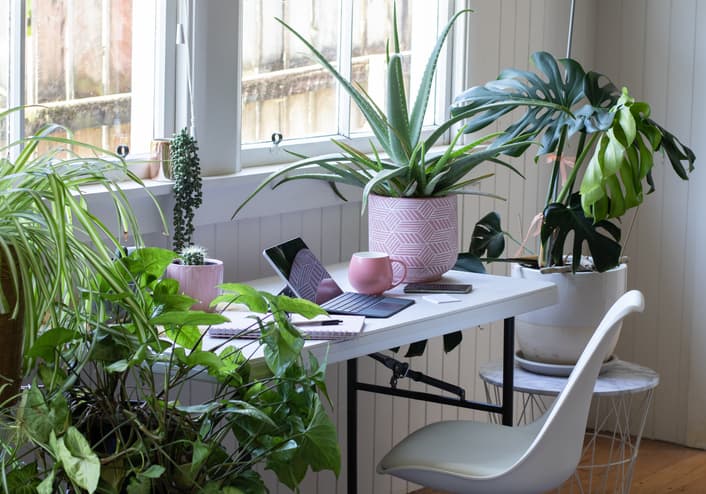 ow-plants-1.jpg