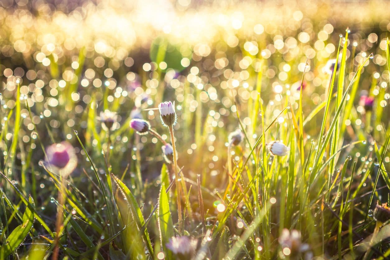 Spring