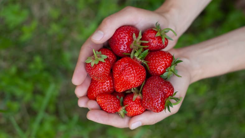 ow-strawberry-1.jpg