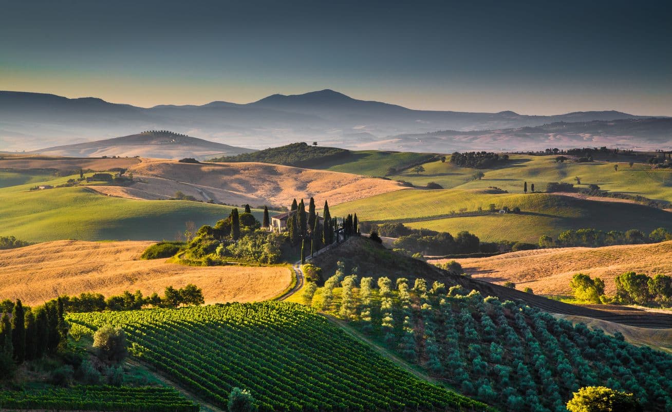 Vine