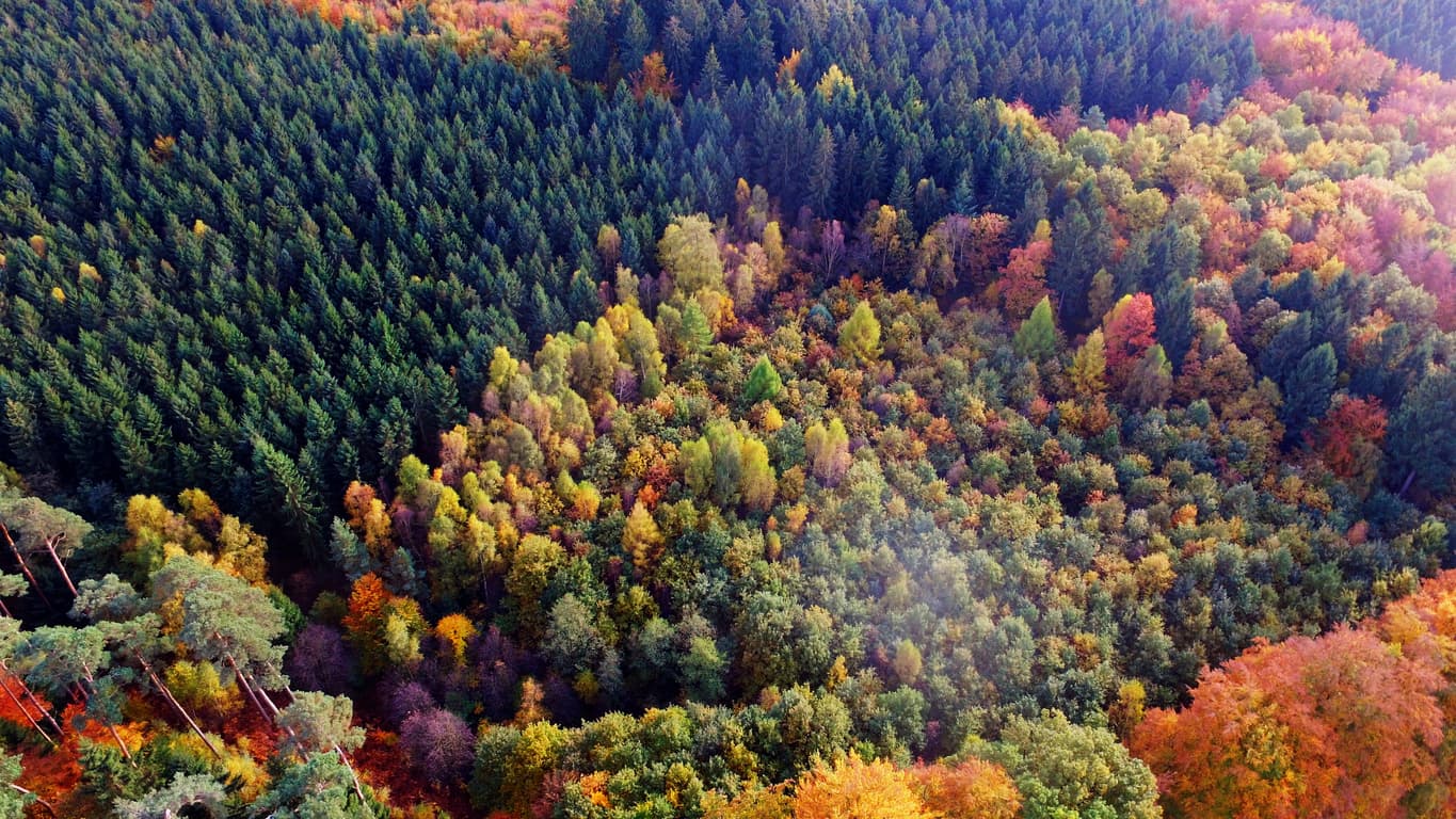 ow_forest_1.jpg