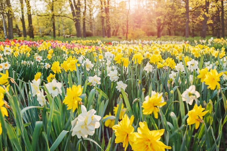 ow_spring_1.jpg
