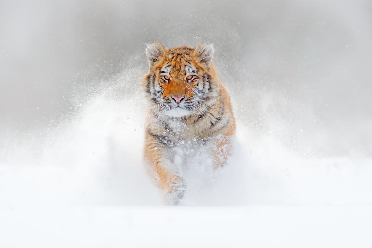 ow_tiger_1.jpg