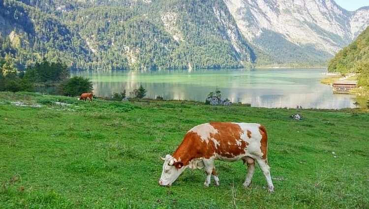 role_of_agrosystems1.jpg