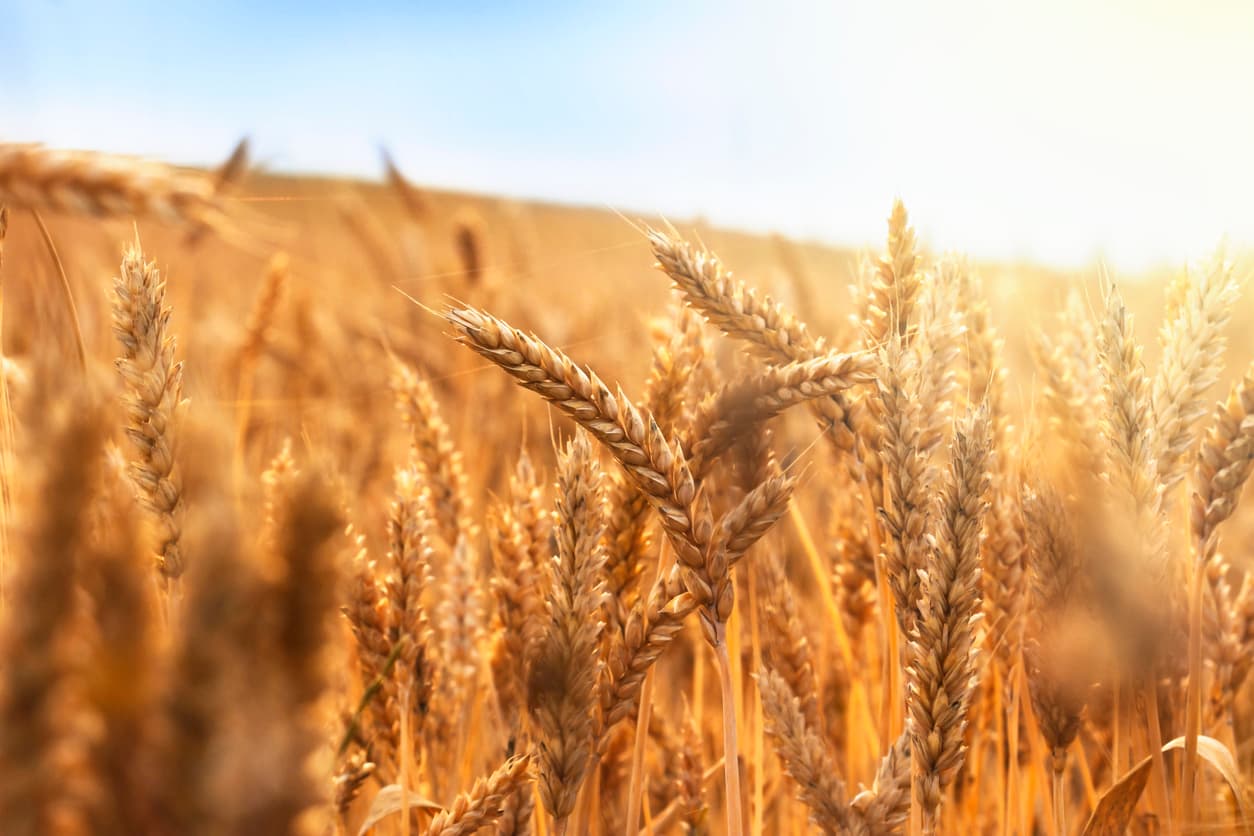 wheat_field.jpg