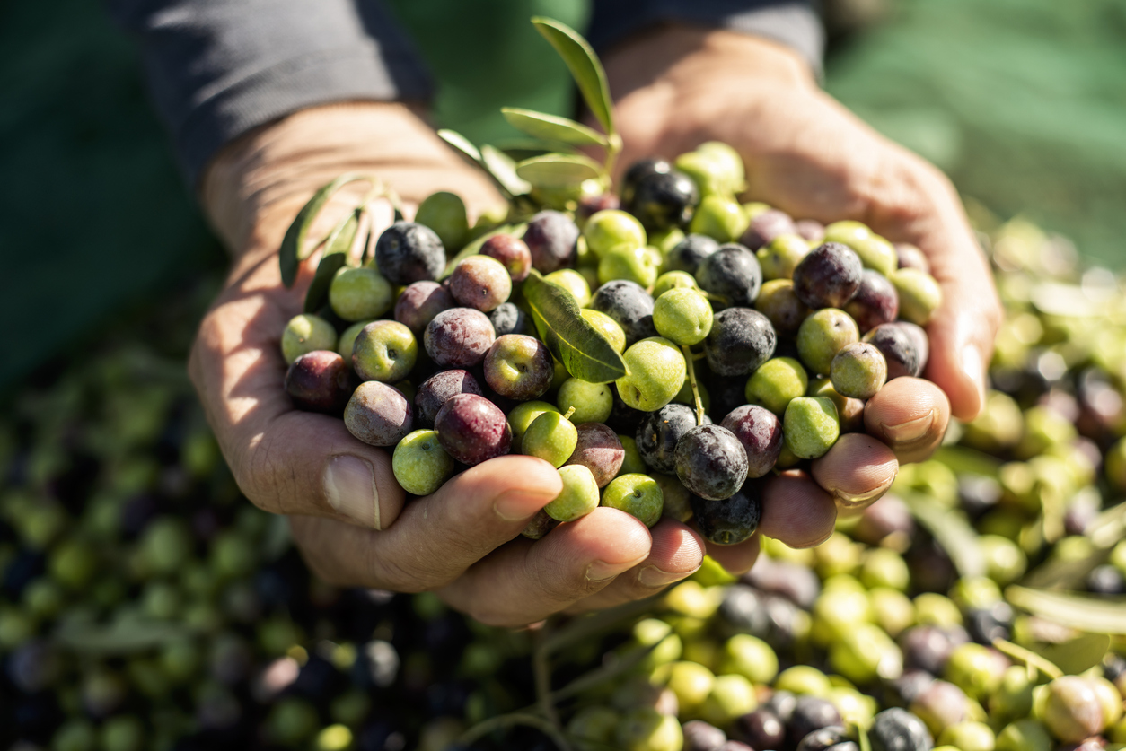 Pressing Changes to Olive Oil