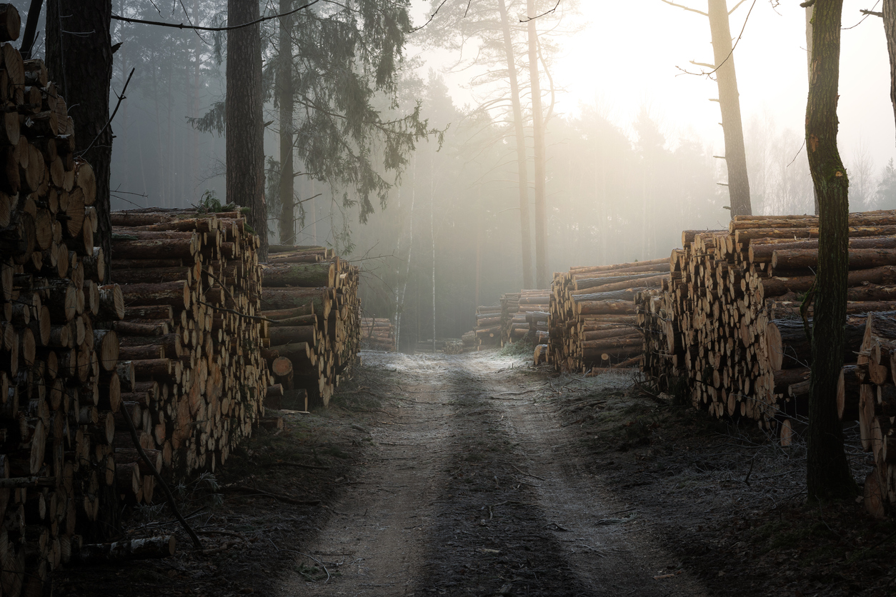 The Future of Forestry - Blog - OpenWeather