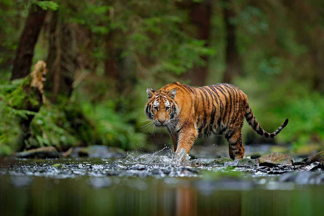 How Technology is Helping to Monitor Bengal Tiger Population in India