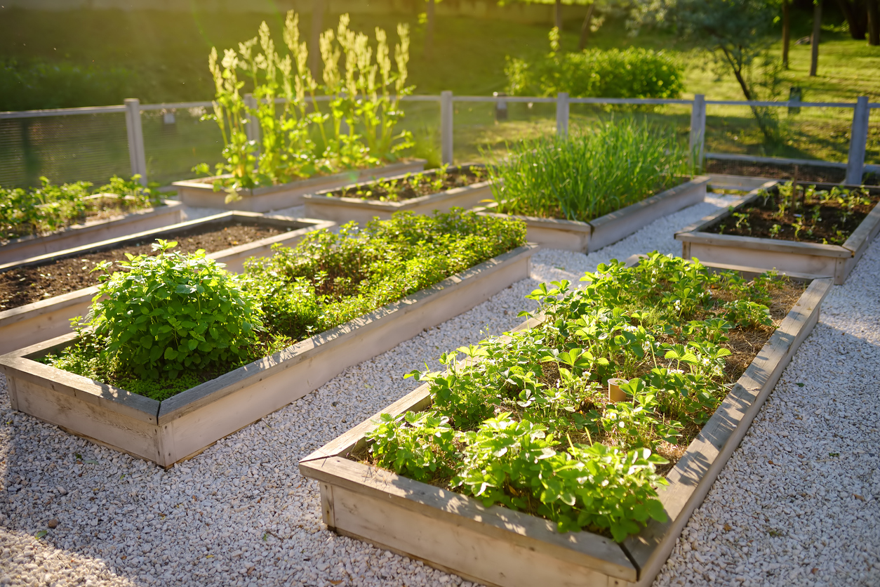 The Growing World of Urban Agriculture