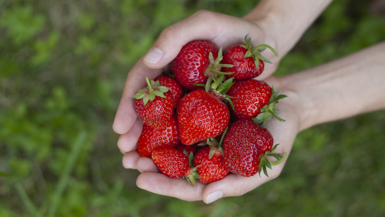 Growing the Perfect British Strawberry