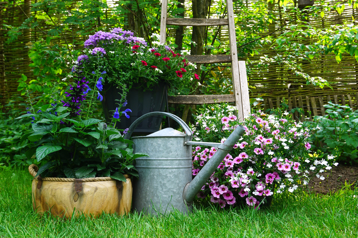 A Greener Thumb: Optimizing Your Garden and Allotment with Weather Data